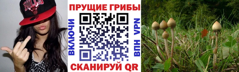 Галлюциногенные грибы Psilocybe  Купить  Карачаевск 